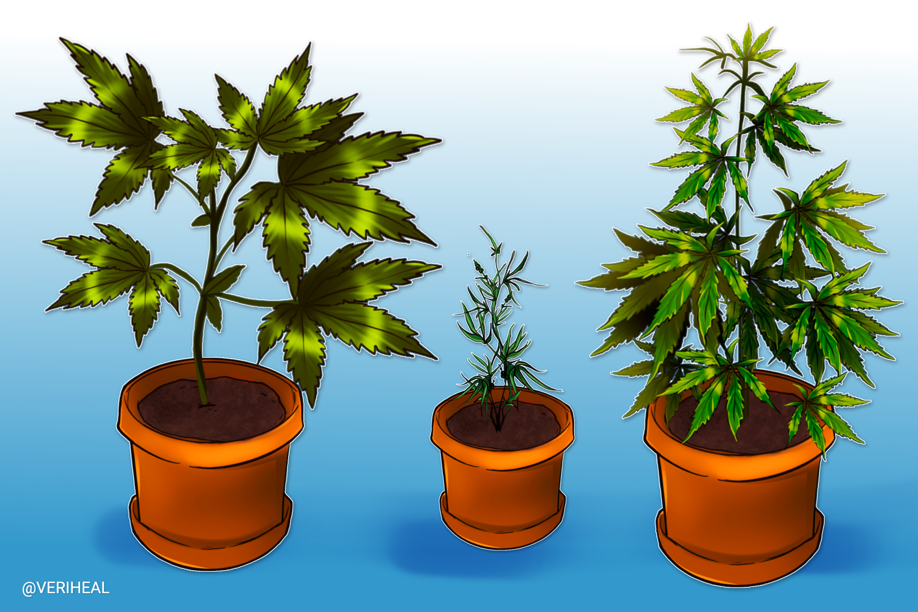 Understanding the Difference Between Marijuana Strains