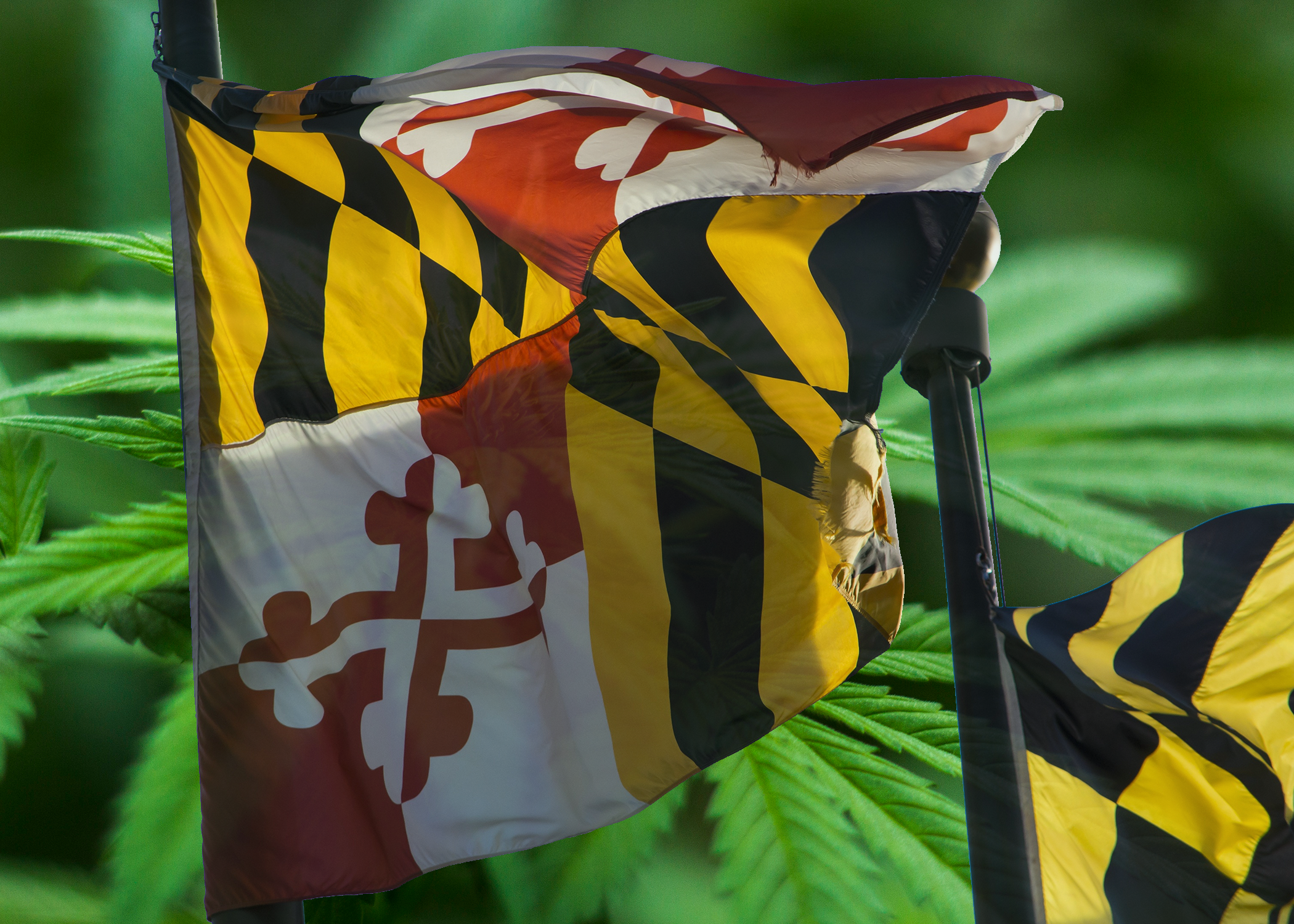 A Year in Review: The Progress of Maryland’s Medical Marijuana Program