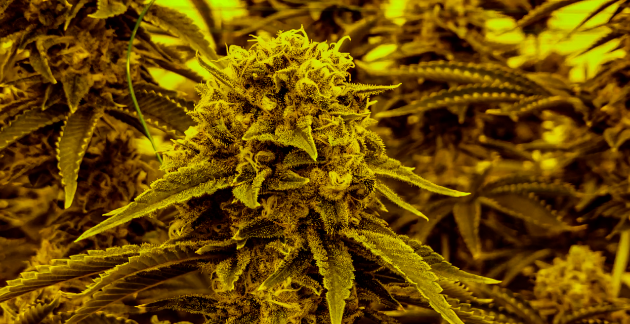 Understanding The Cannabis Stigma