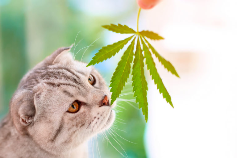 CBD for Pets What You Need to Know Before Giving Your Dogs and Cats CBD