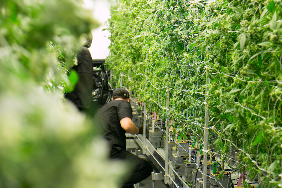 Getting a Job in the Cannabis Industry: What You Need to Know