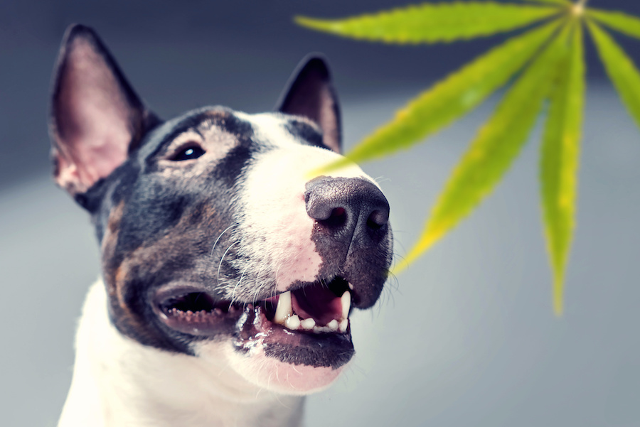 New Mexico Considers Including Dogs in Medical Cannabis Program