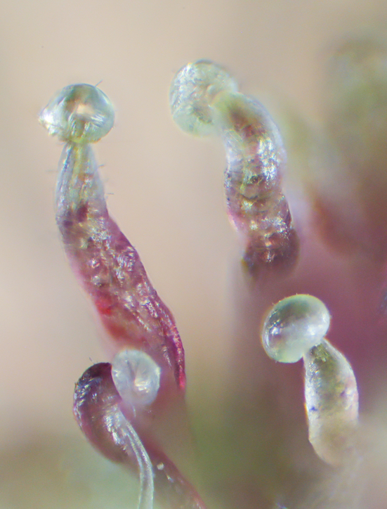 Cannabis Trichomes: The Tiny Titans of Potency