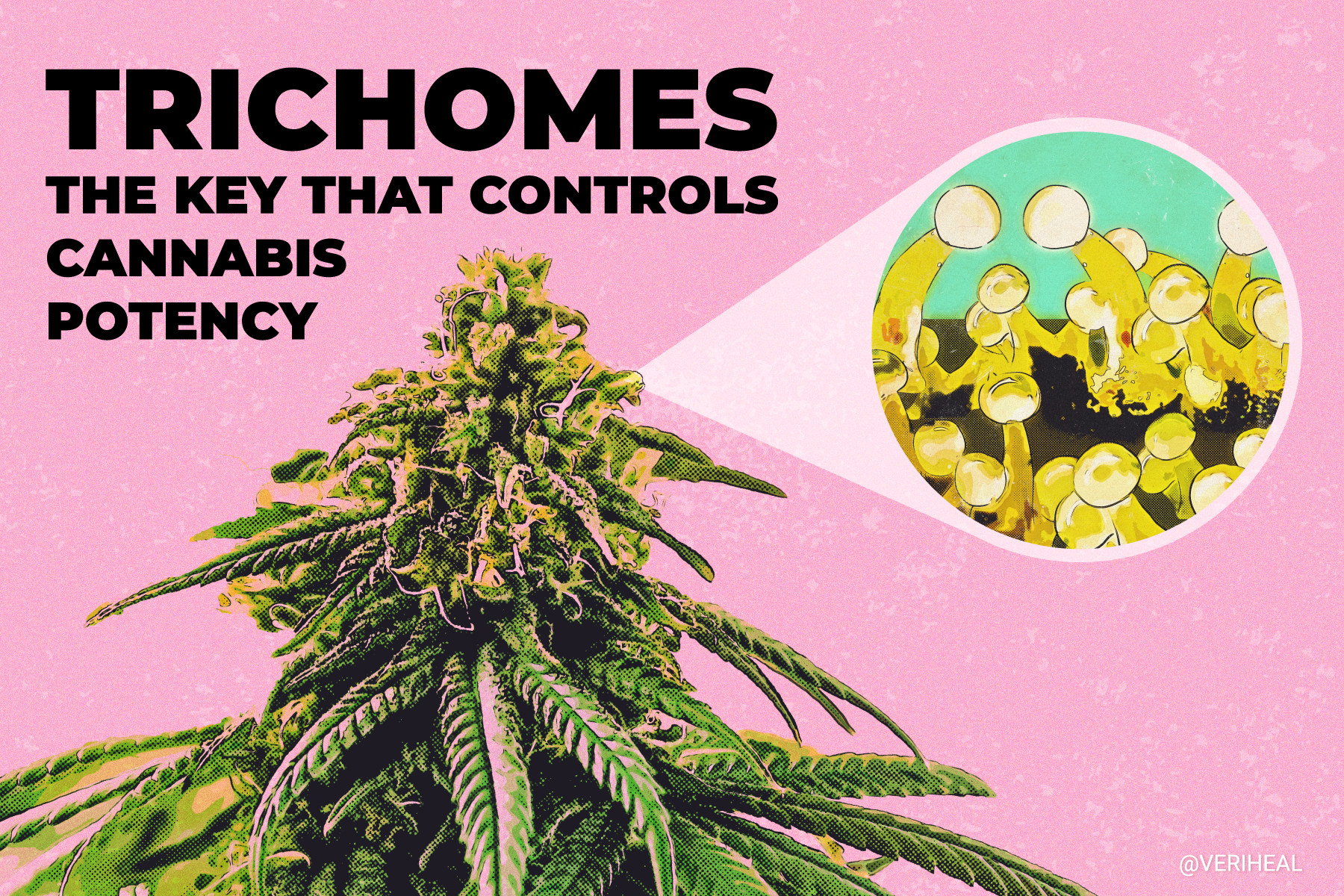 Trichomes: The Key That Controls Cannabis Potency