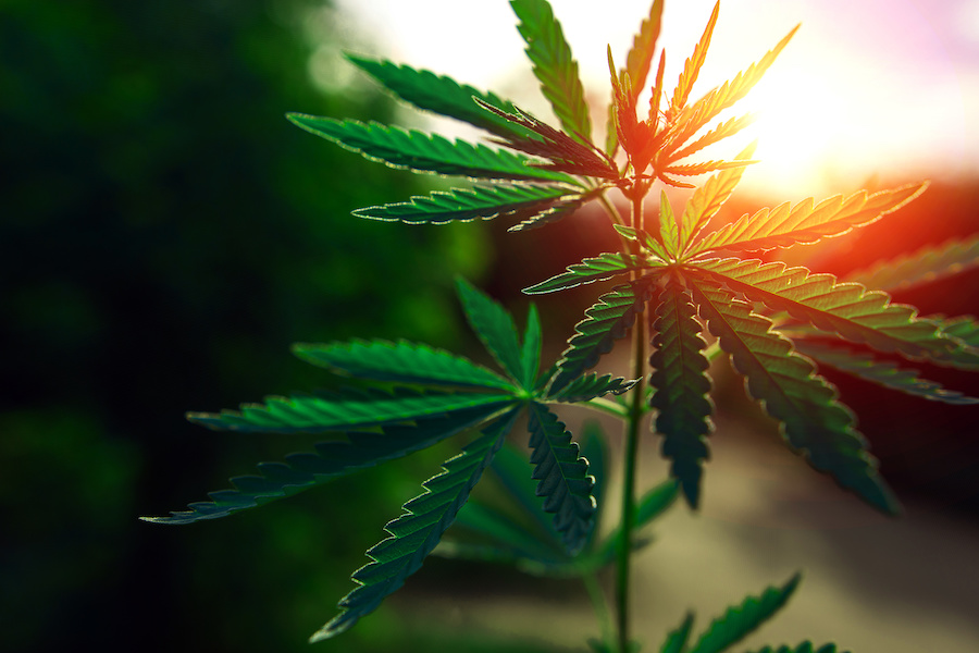 5 Major Impacts We Can Expect With Cannabis Legalization
