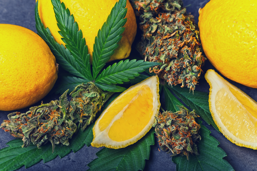 The Differences Between Botanical and Synthetically Derived Terpenes
