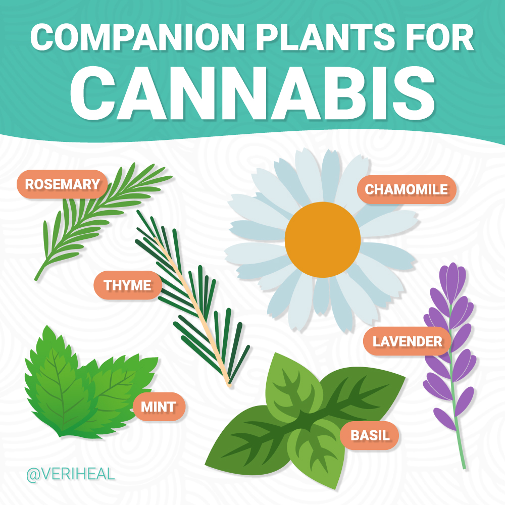 Different companion plans for cannabis