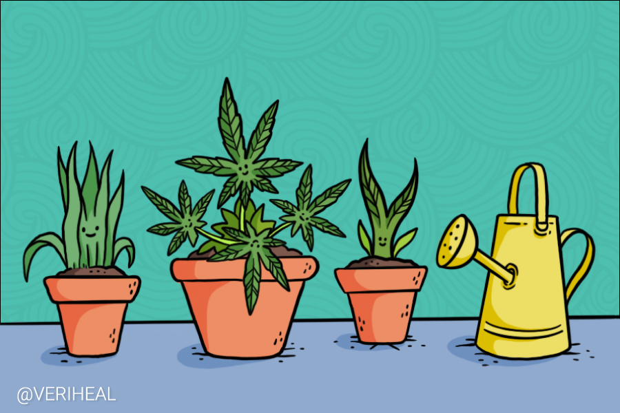 Companion Plants That Maximize the Success of Cannabis Cultivation