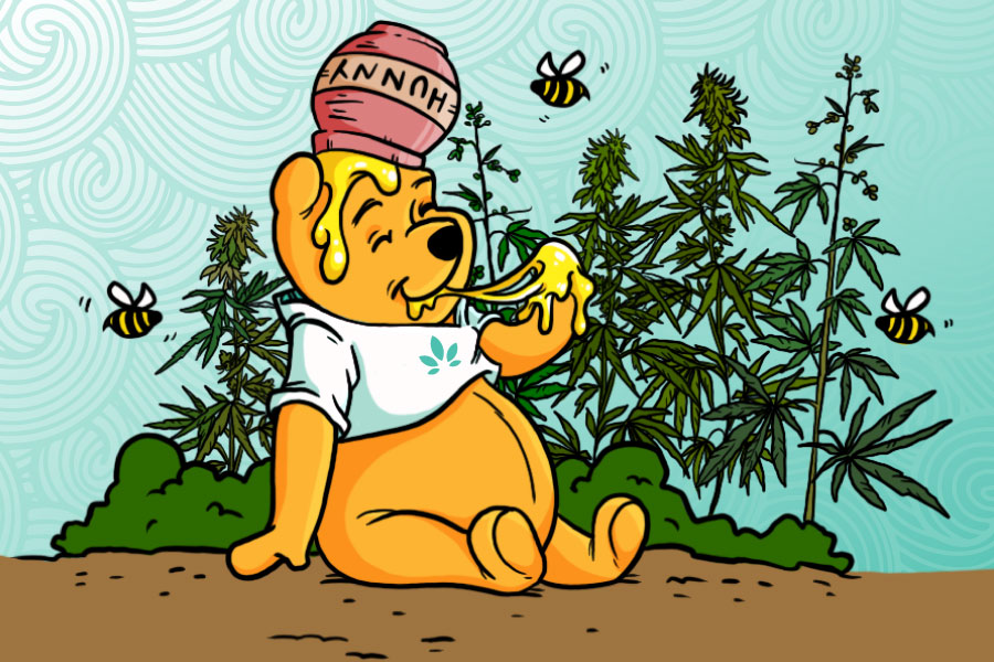 Could Bees Naturally Produce Honey From the Cannabis Plant?