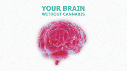 your brain on cannabis gif