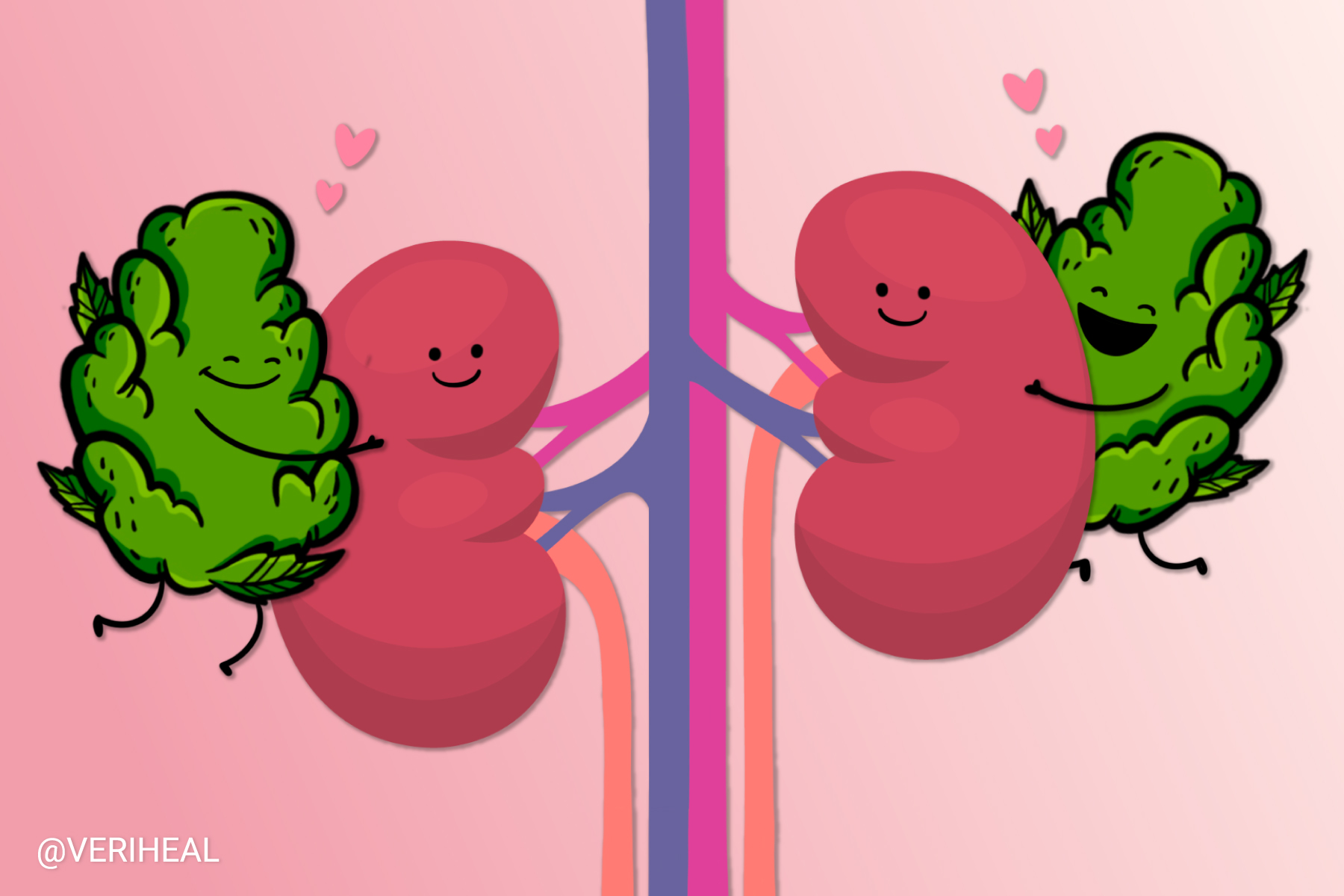 How Cannabis Can Help Support Kidney Health