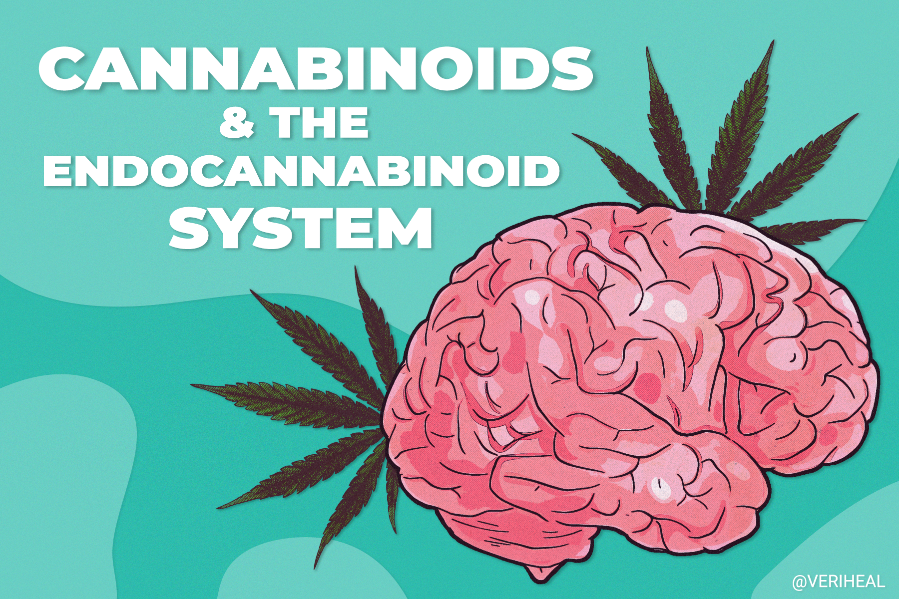 Cannabinoids and the Endocannabinoid System: A Match Made in Heaven