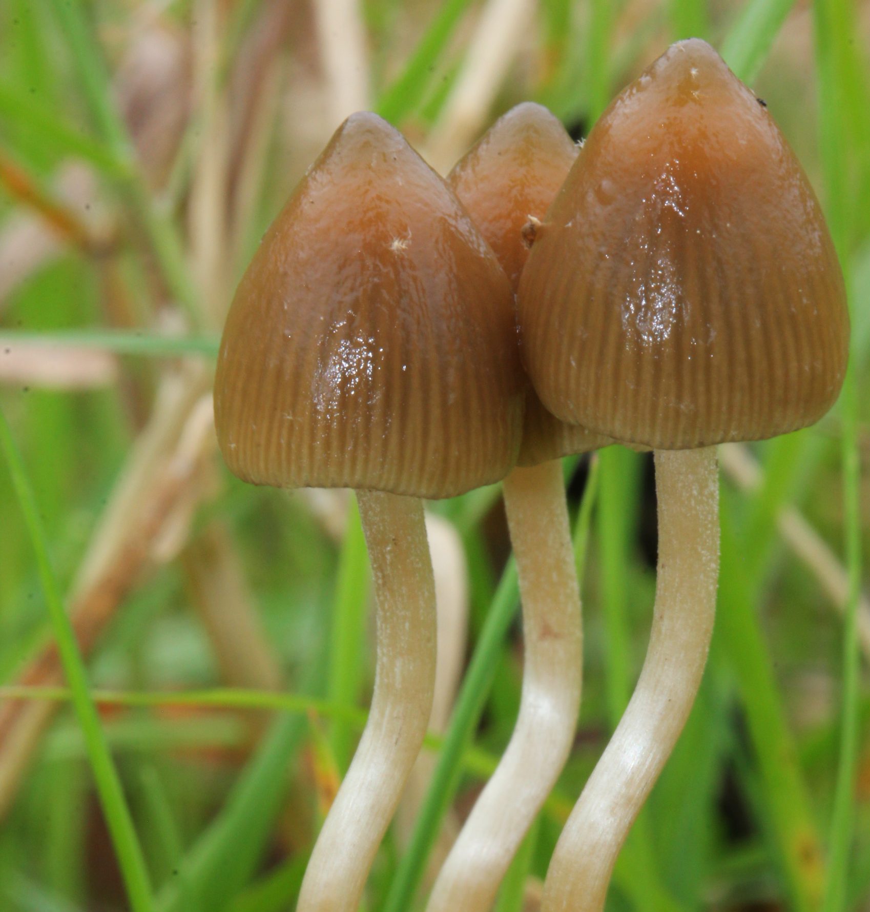 how to find magic mushrooms