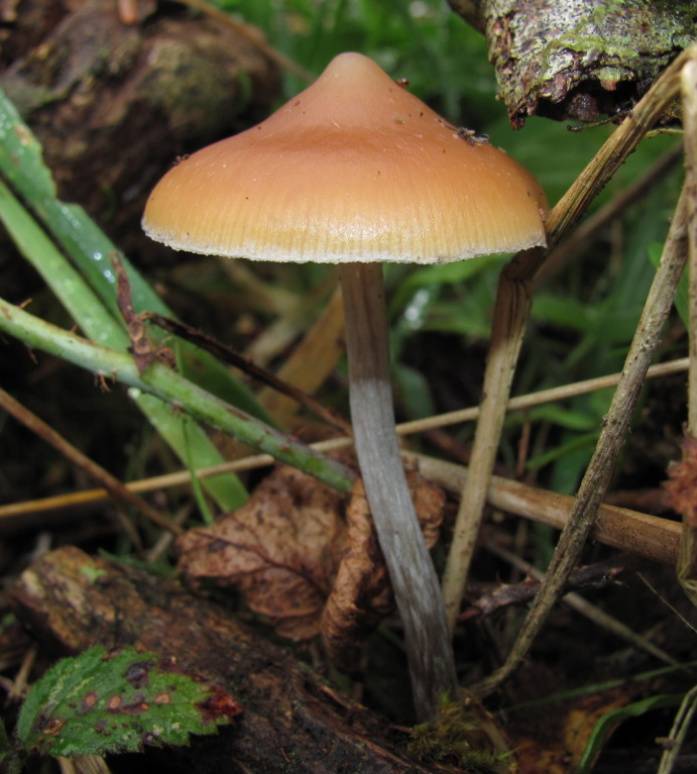 Discover the Many Types of Psilocybin Magic Mushrooms