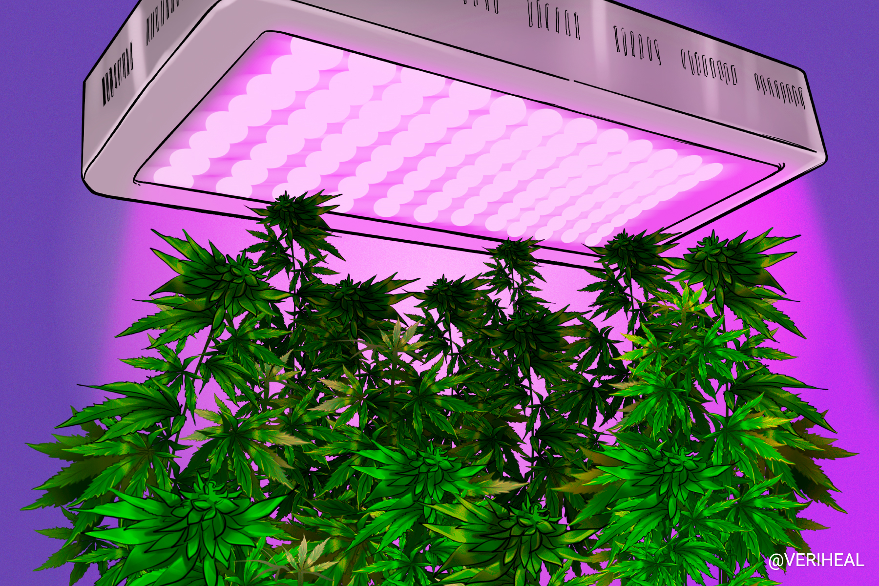 Let’s Take a Deep Dive into Cannabis Grow Lights