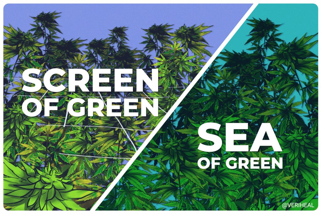 Growing Techniques Sea of Green vs. Screen of Green