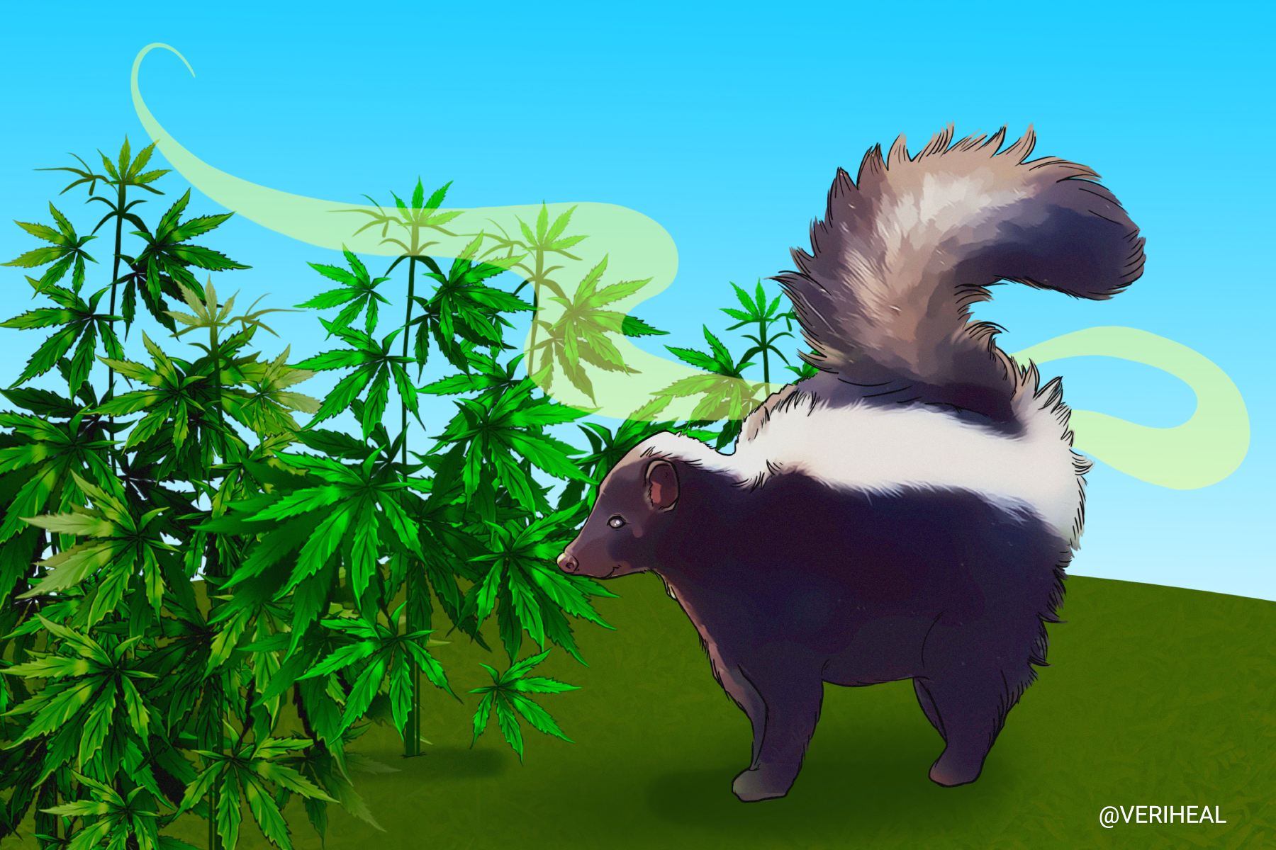 Researchers May Have Discovered the Cause of the Skunky Smell from Cannabis