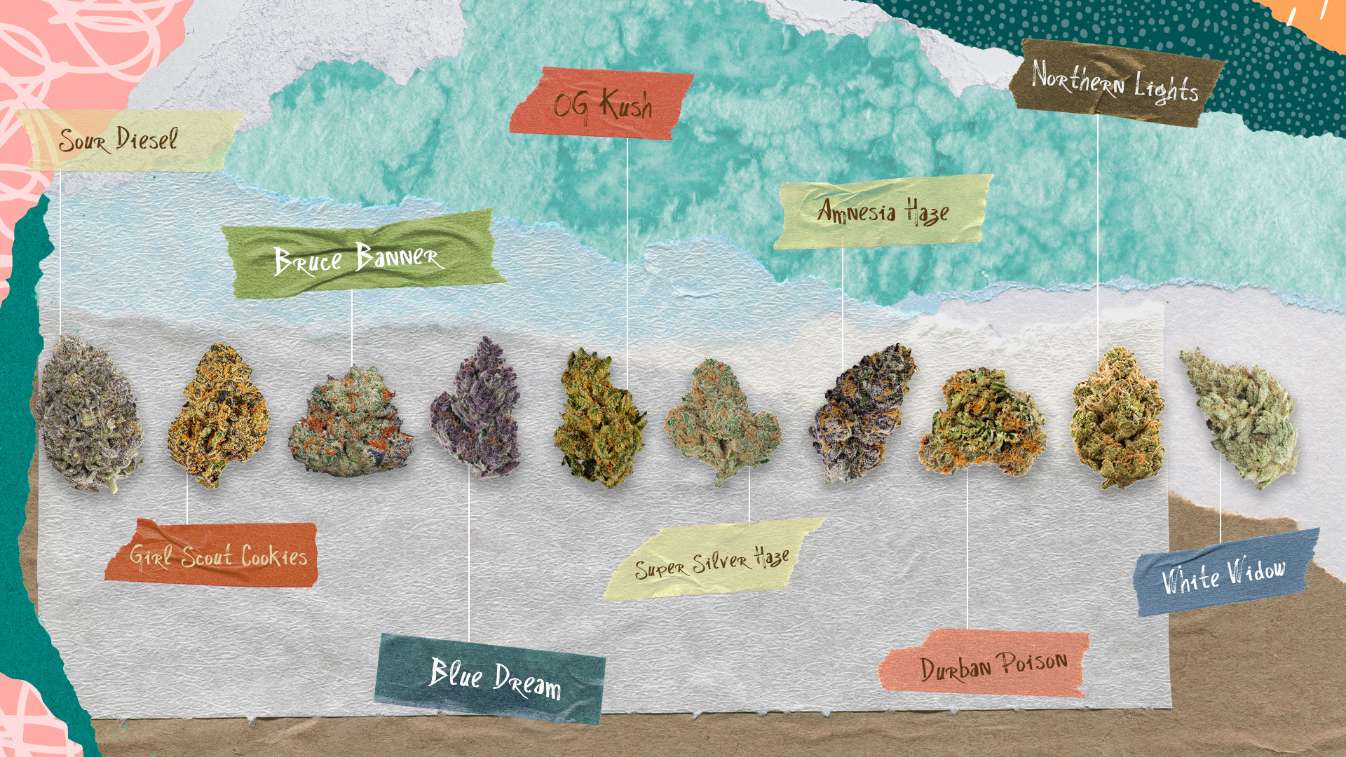 Different Strains of Weed: A Comprehensive Guide