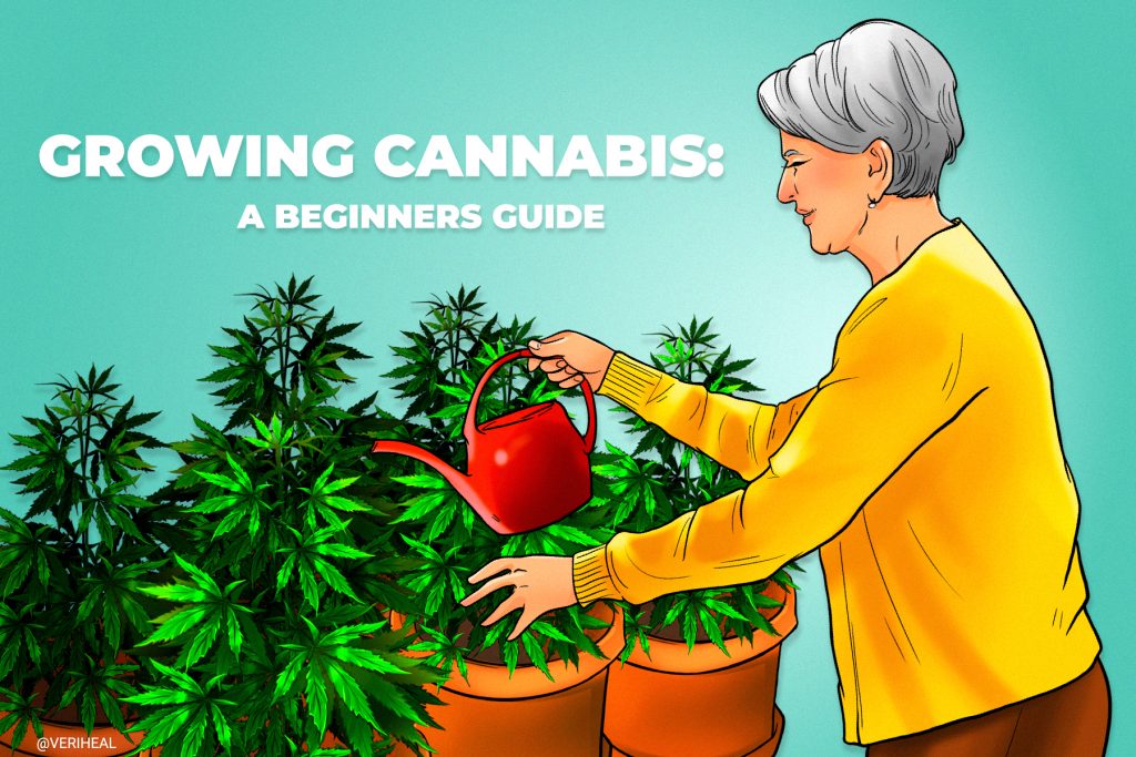 Quick Guide to Growing Cannabis Indoors for Beginners