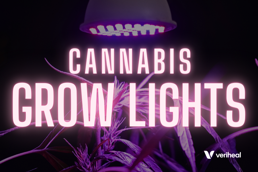 Cannabis Grow Lights: Choosing the Best for Your Harvest