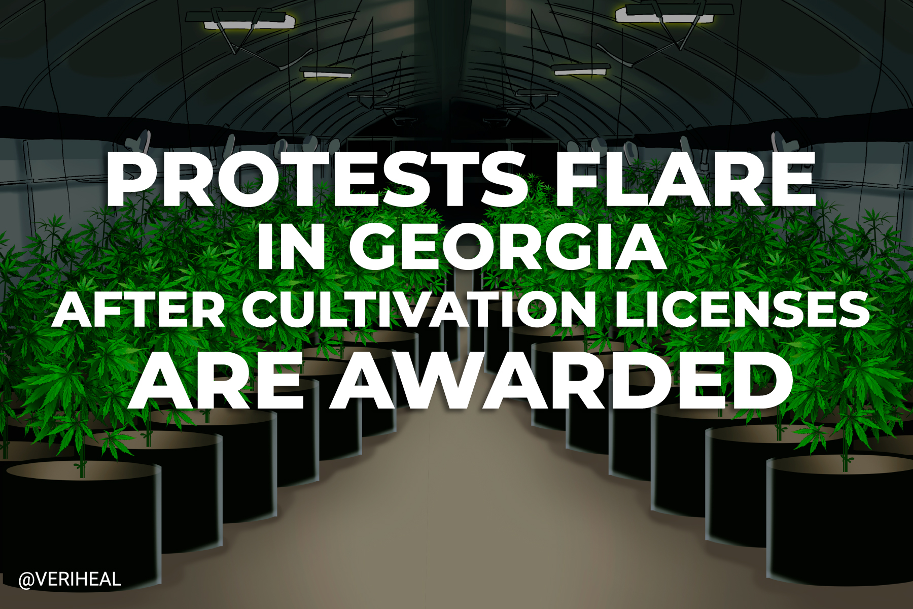 Protests Flare in Georgia After Cultivation Licenses Are Awarded