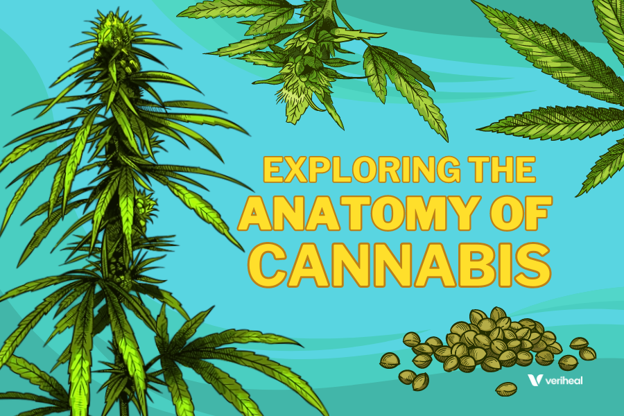 Cannabis Plant Anatomy: Tips for Successful Cultivation