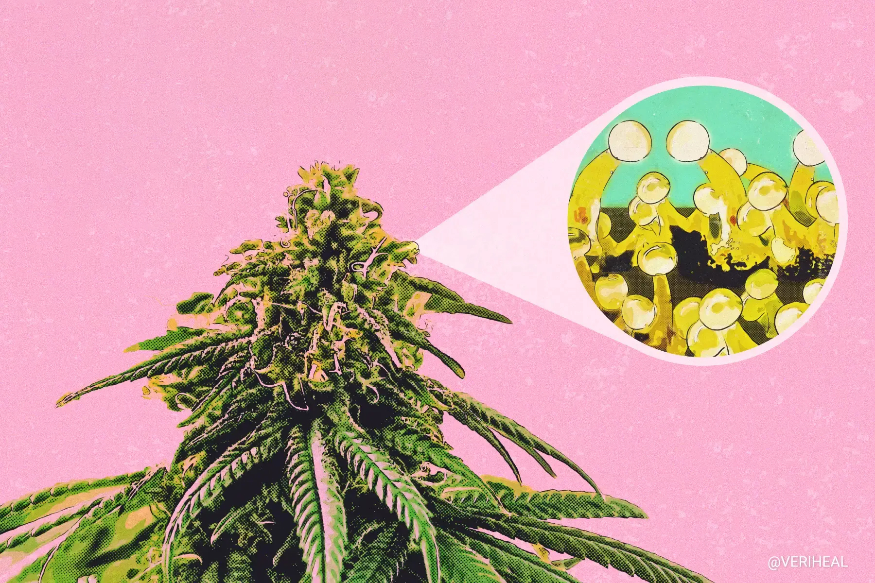 The Potency Puzzle: Decoding the Role of Trichomes in Cannabis