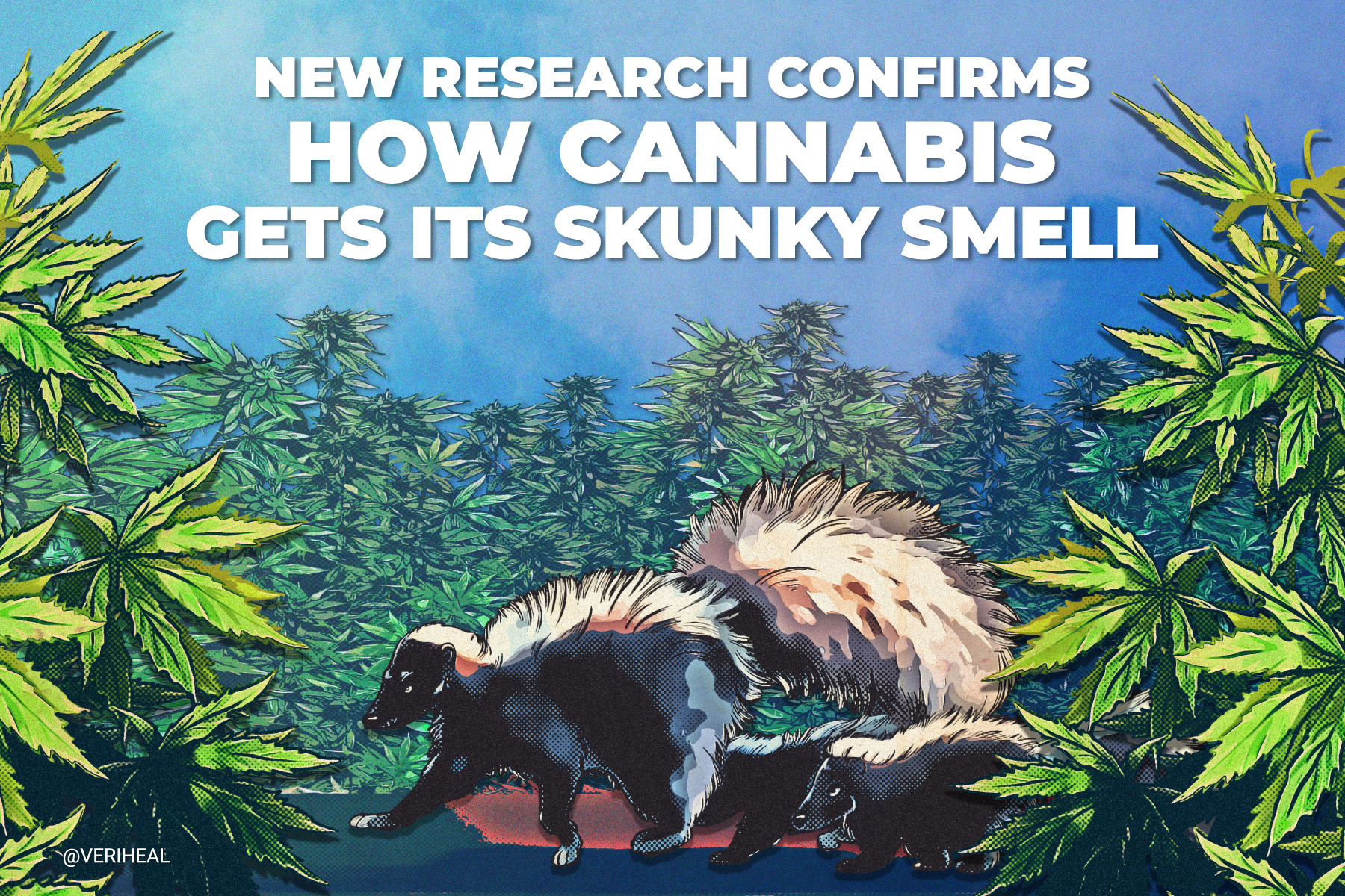 New Research Confirms How Cannabis Gets Its Skunky Smell