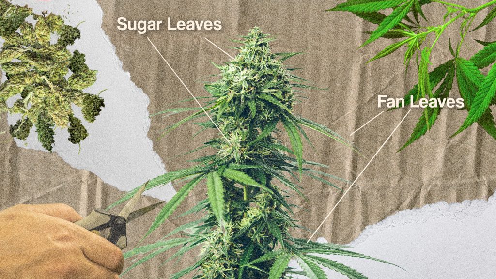 sugar leaves vs fan leaves