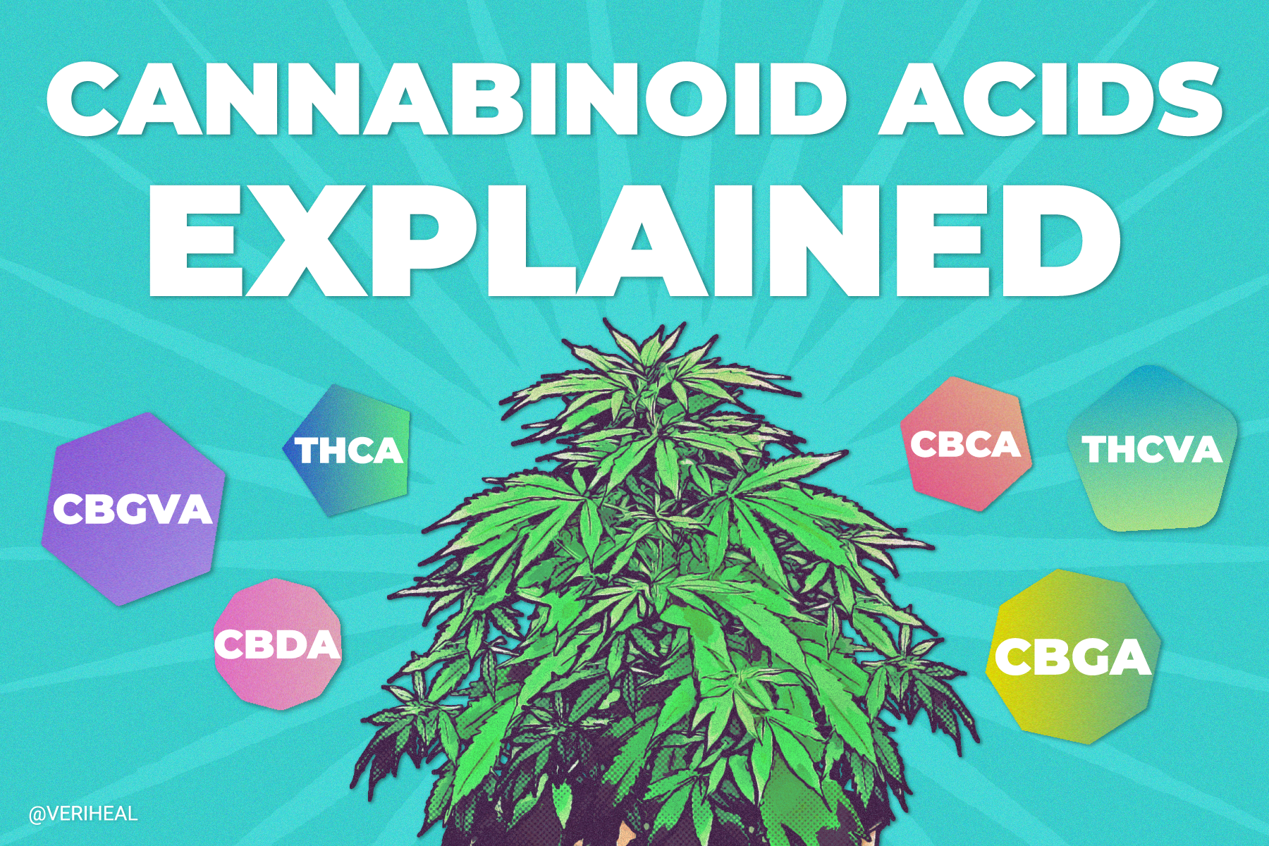 Cannabinoid Acids Explained: The Precursors to Cannabinoids
