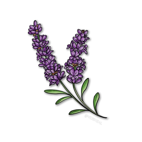 Linalool Flower and Plant Graphic