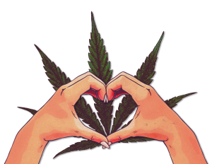 Cannabis-Use-Not-Associated-With-Heart-Abnormalities-2