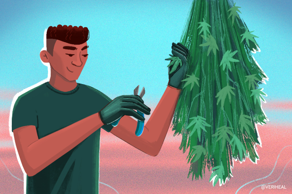 Want to Work in the Cannabis Industry? These Roles May Interest You