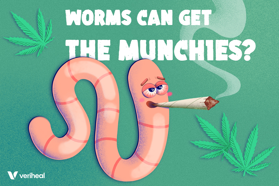 Cannabinoid-Bathed Worms Want to Binge on High-Calorie Foods