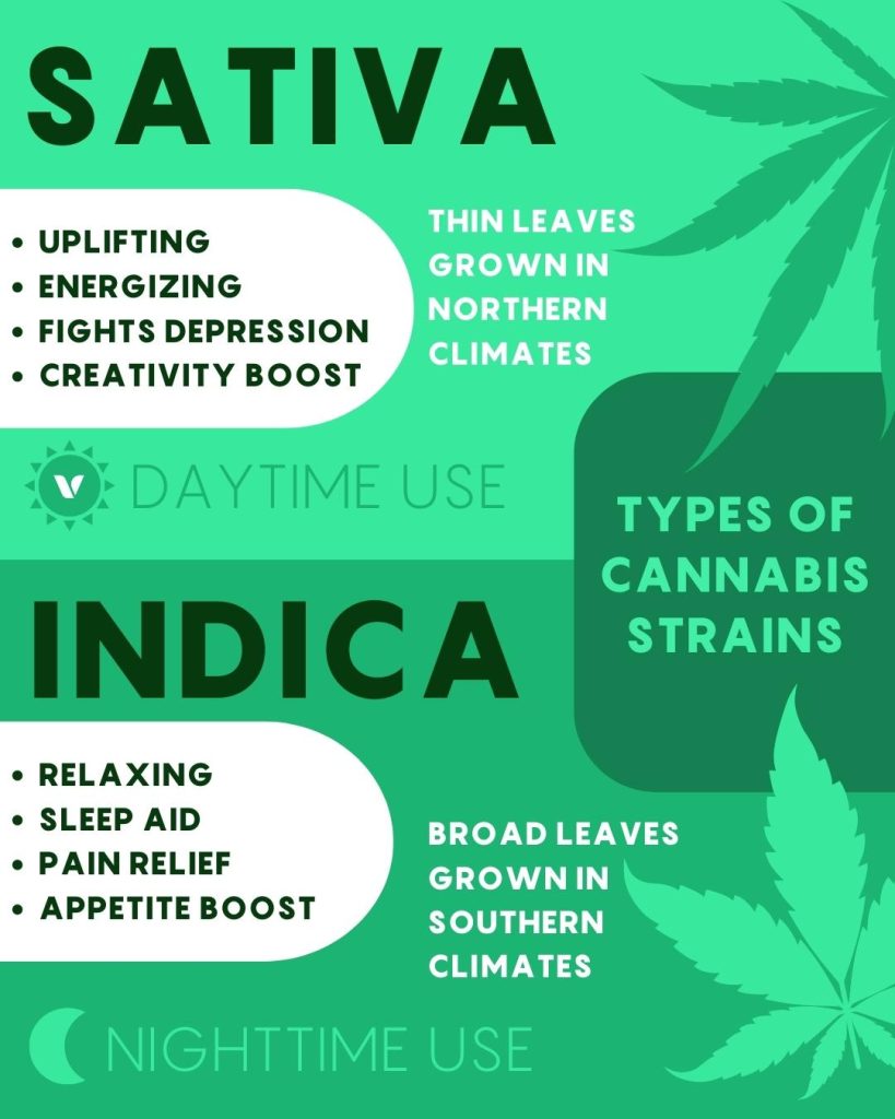 Chart detailing the main differences between indica and sativa strains