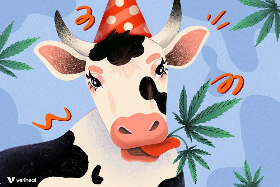 Meat From Cows That Are Fed Hemp Cake Retain THC and CBD in Safe Levels