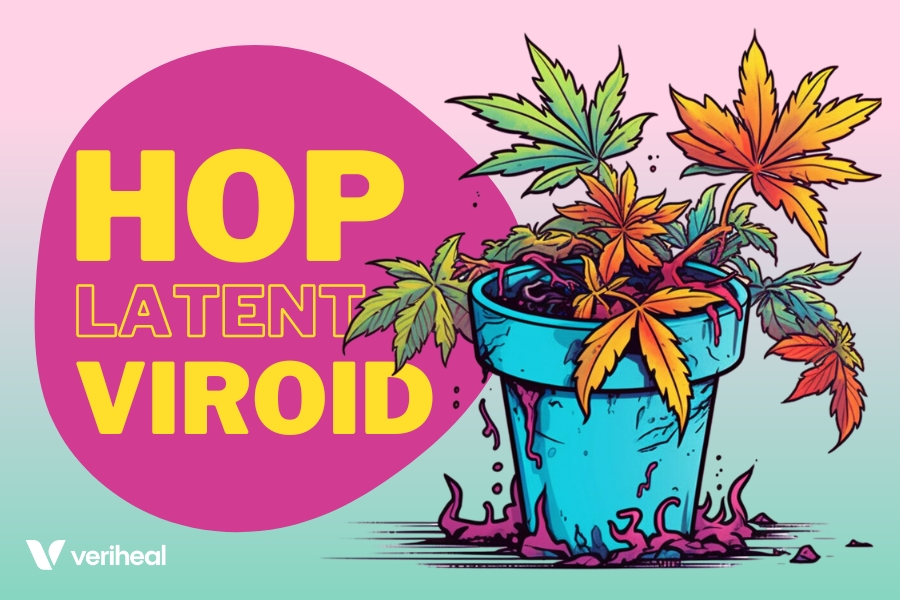 What Is the Hop Latent Viroid and What Does It Mean for Cannabis Cultivators?