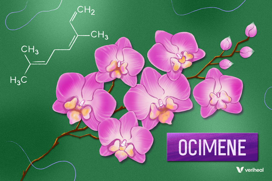 Terpene Spotlight: Discovering the Benefits of Ocimene