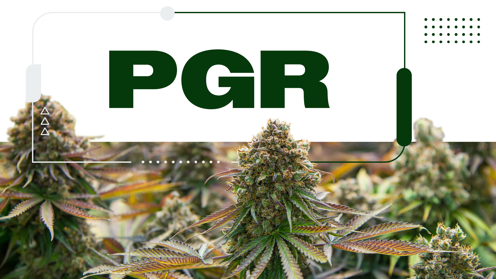 What Is PGR Weed and How Do You Spot It?