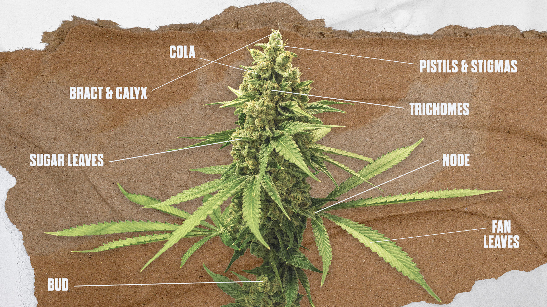 cannabis plant anatomy