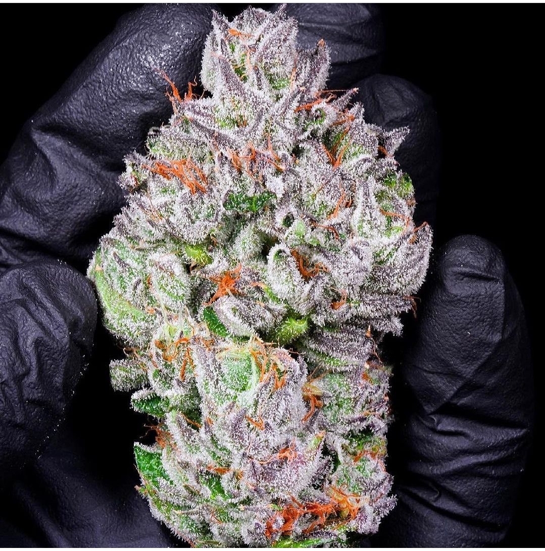 Cherry Cheesecake Strain Review A Delectable Cannabis Delight