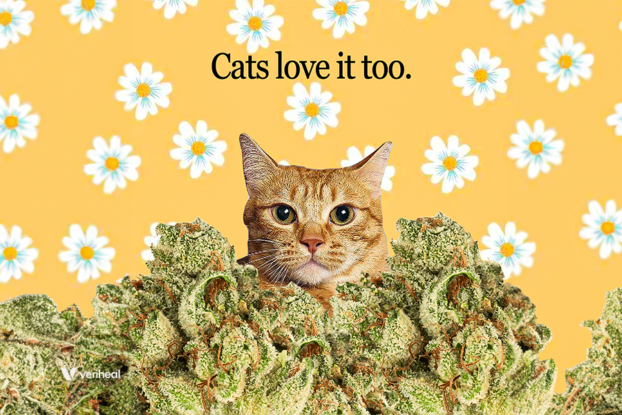 Is There a Future for Cannabis Cat Cafés?