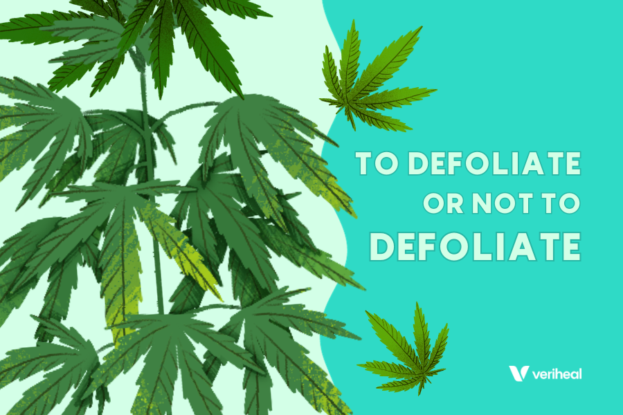 To Defoliate or Not to Defoliate: Mastering Cannabis Plant Defoliation