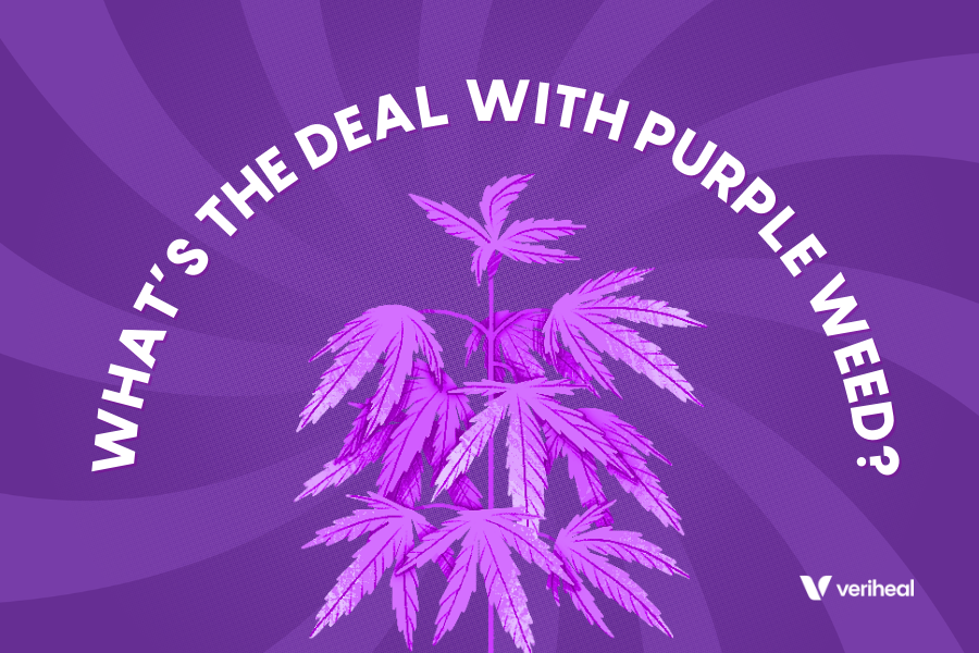 Perpetual Bliss With Purple Cannabis: Why is My Weed Purple?