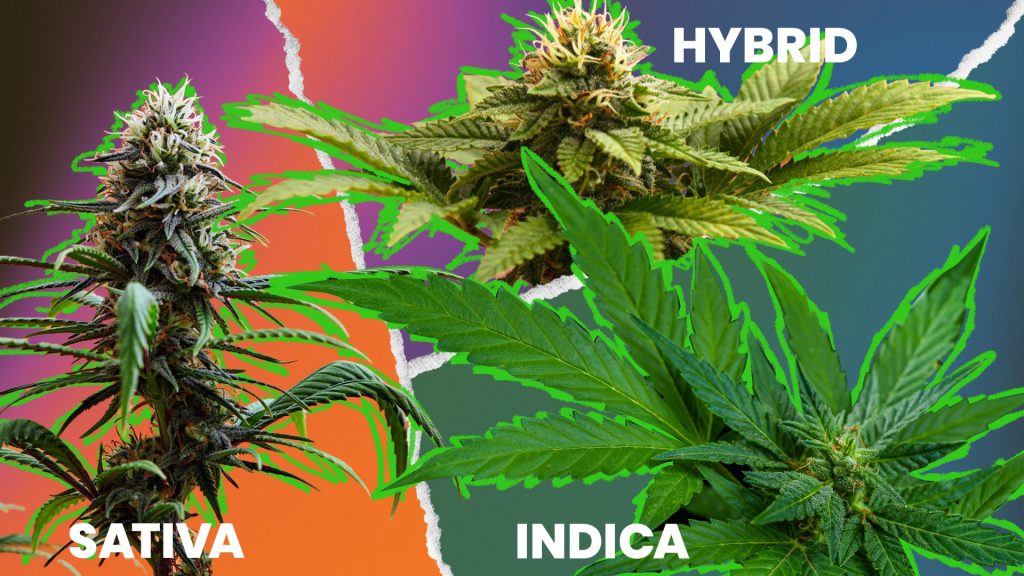 physical differences between indica vs sativa