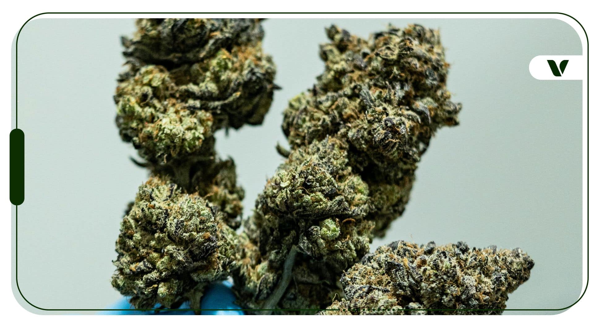 Cannabis CentralCannabis Central Cannabis CentralCannabis Central