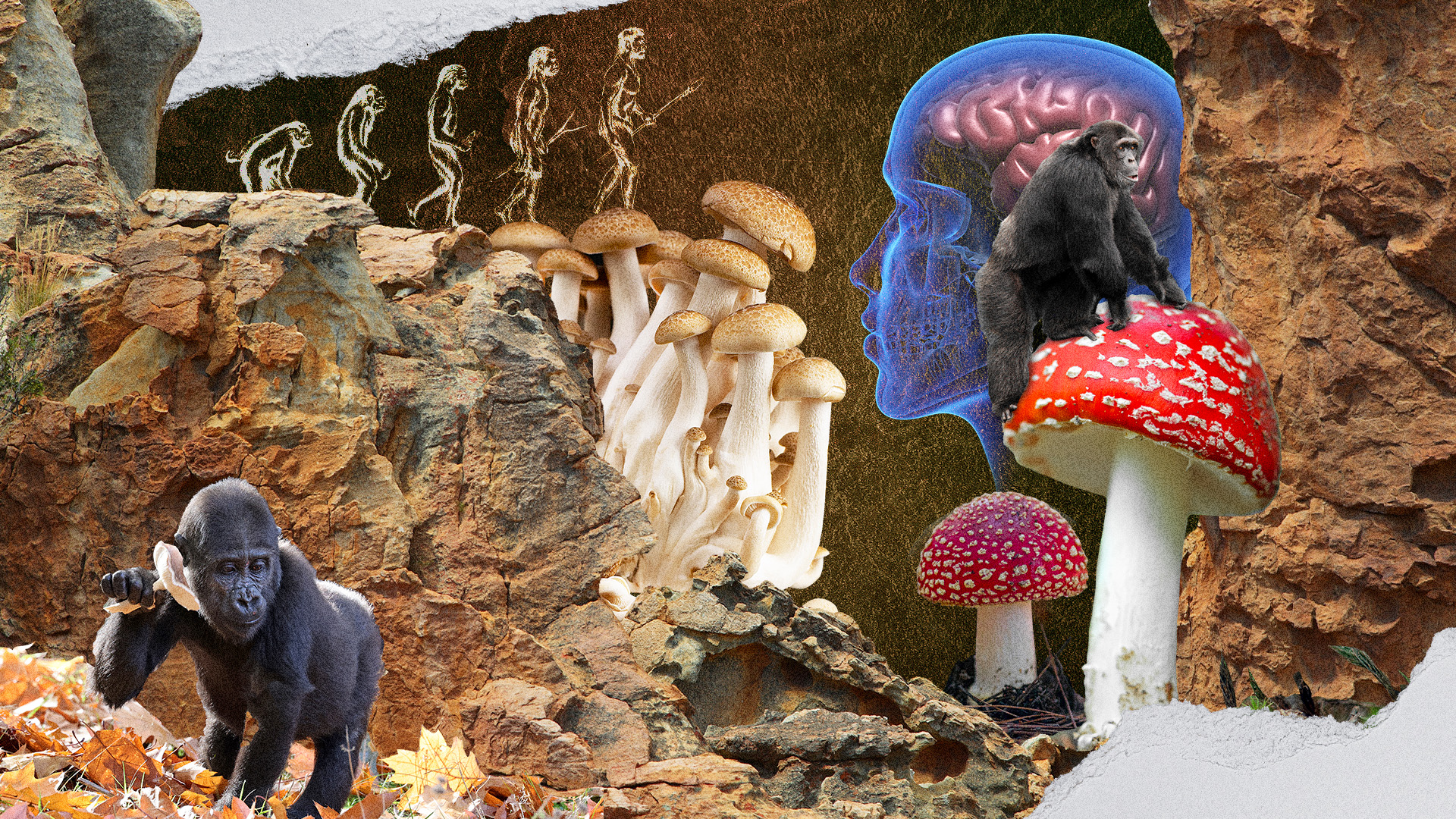 Psychedelics and Evolution: What is the Stoned Ape Theory?