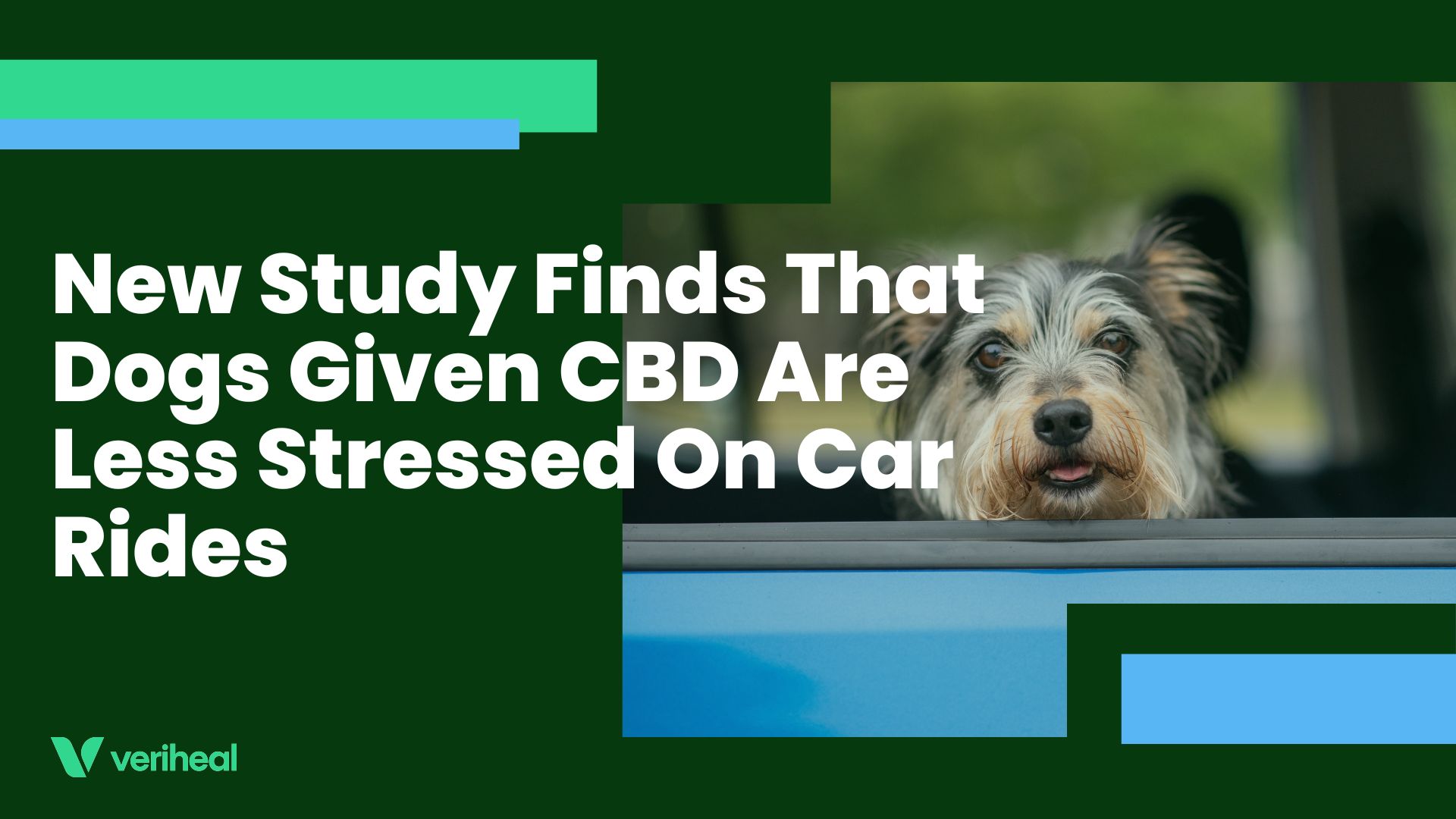 New Study Finds That Dogs Given CBD Are Less Stressed On Car Rides