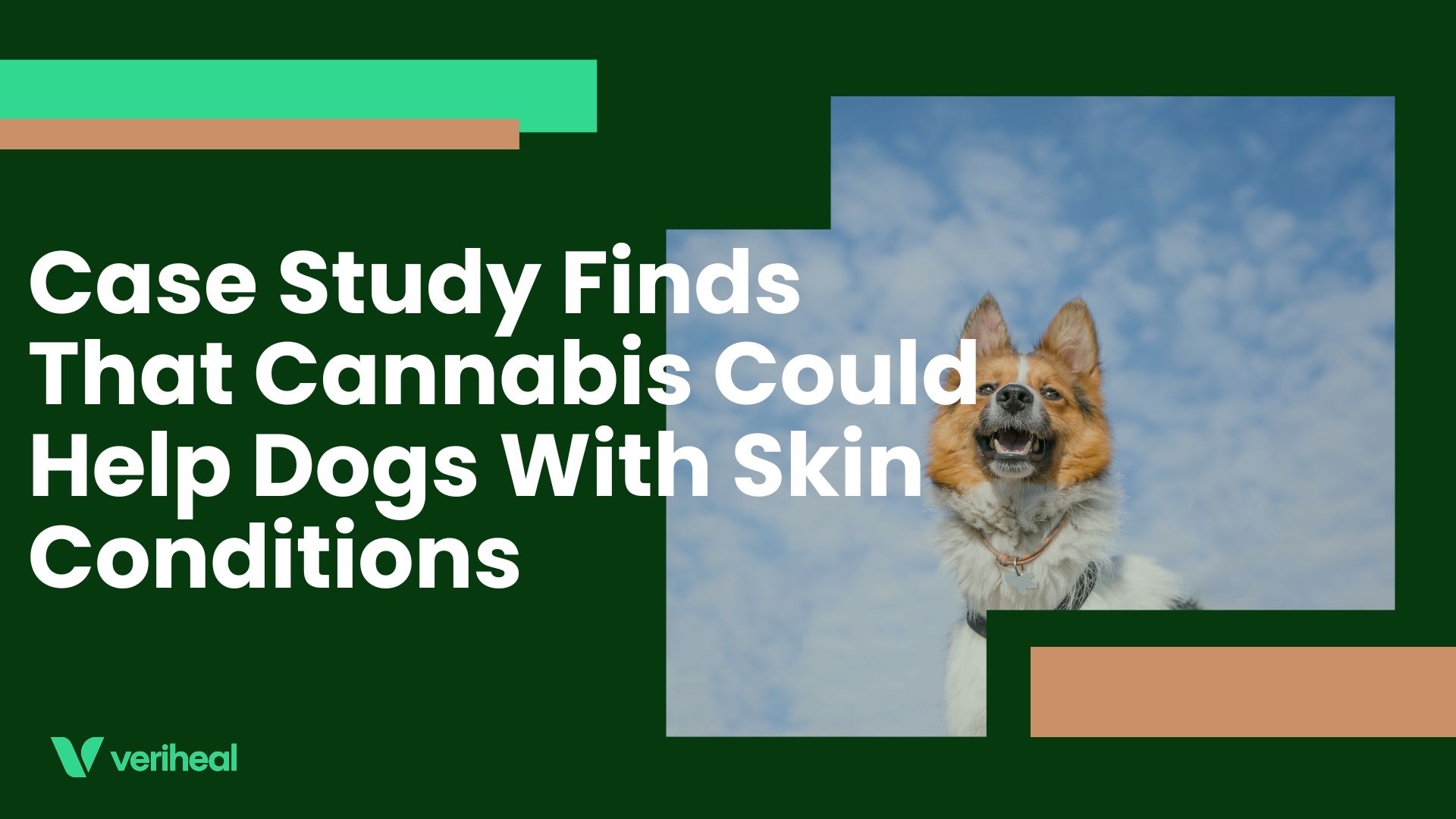 Case Study Finds That Cannabis Could Help Dogs With Skin Conditions