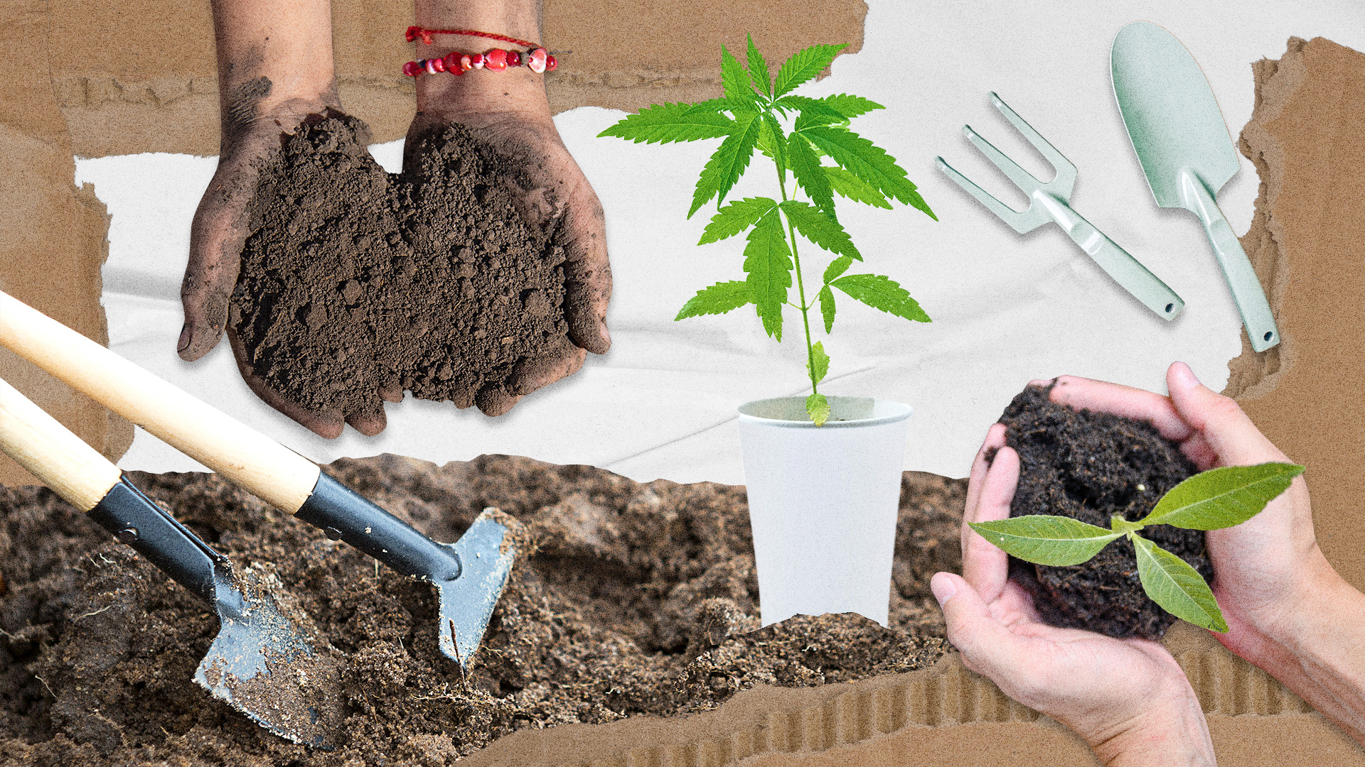 What Is The Best Soil for Growing Cannabis?